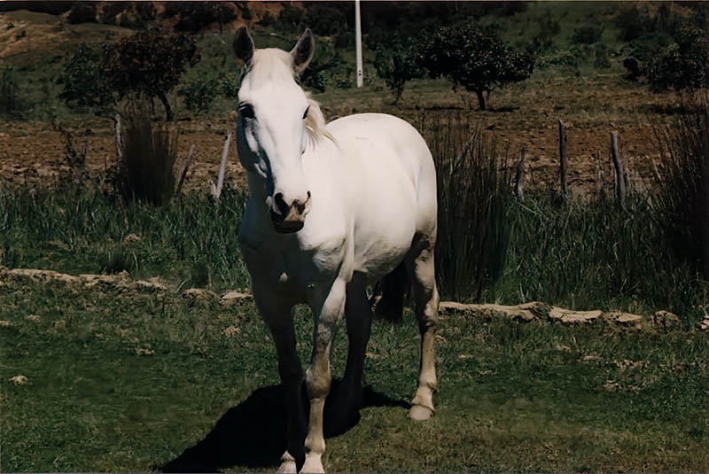 Caballo Blanco En Campo